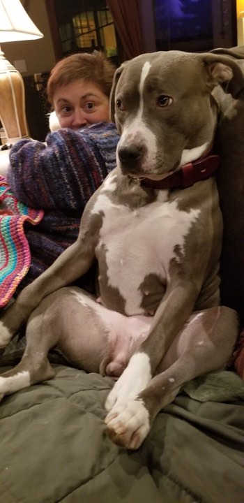 blue and white pit bull Lucy chilling on the couch