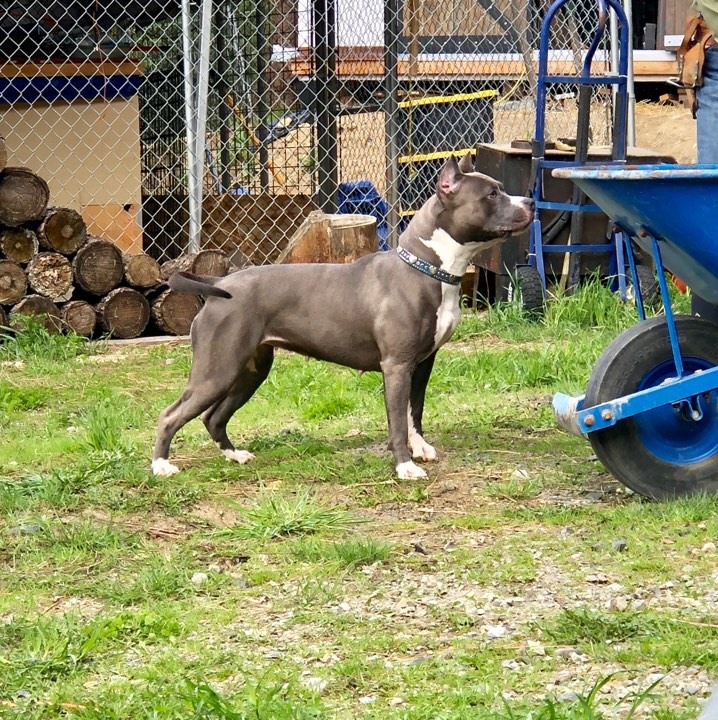 blue and white pit bull, blue nose, Evay waiting for another shot at the water hose (one of favorite toys)