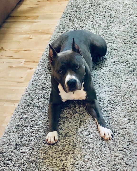 blue and white pit bull, blue nose, Evay looking pretty on the rug