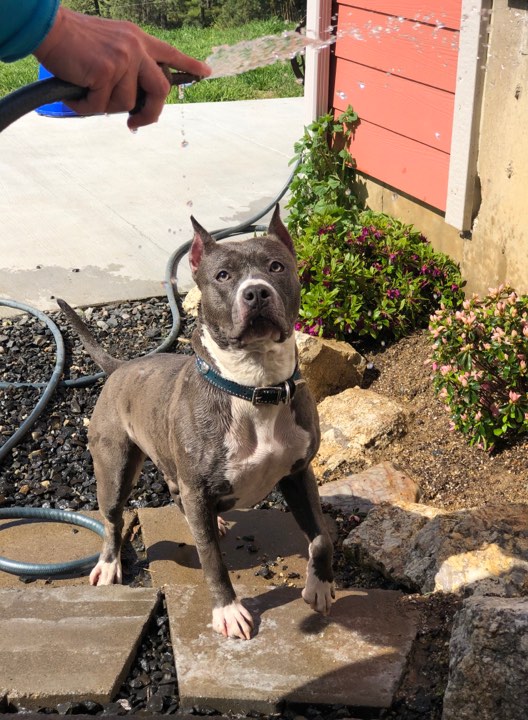 blue and white pit bull, blue nose, Evay and the water hose at it again