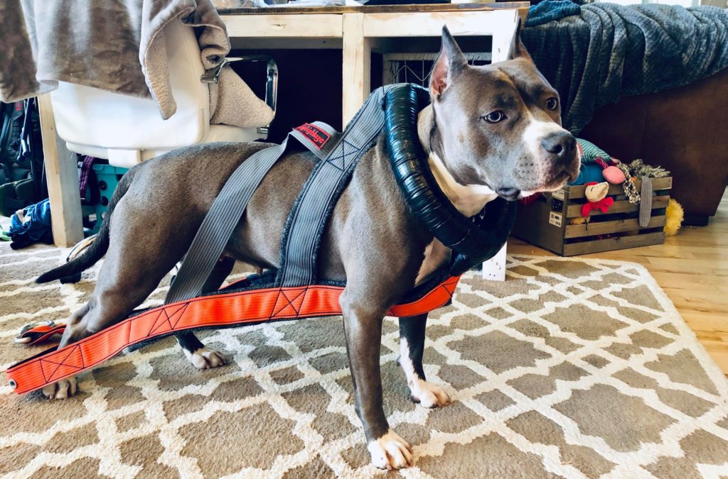 blue and white pit bull, blue nose, Evay sporting her new gift, a weight pull harness