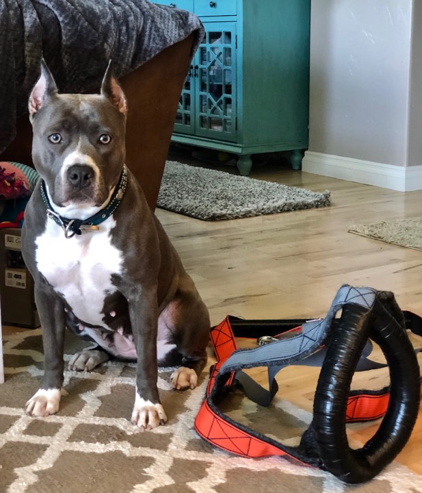 blue and white pit bull, blue nose, Evay received a gift from an admirer! A new weight pull harness