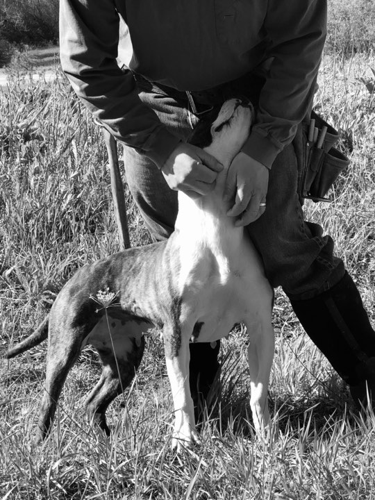 black and white picture of brindle and white pit bull Rayne getting love from one of her human buddies, she is such and affection hound!
