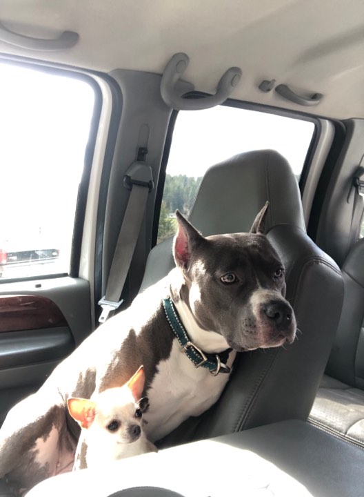 blue and white, blue nose, pit bull Evay and her chihuahua friend both calling shotgun for a truck ride