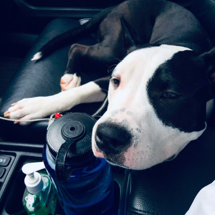 black and white pit bull Baldwin relaxing while on a car ride