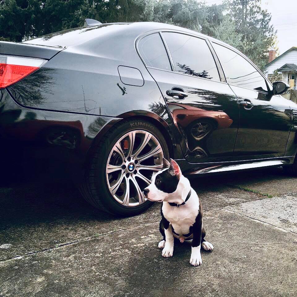 black and white pit bull Baldwin is ready to go for a ride in the Beamer