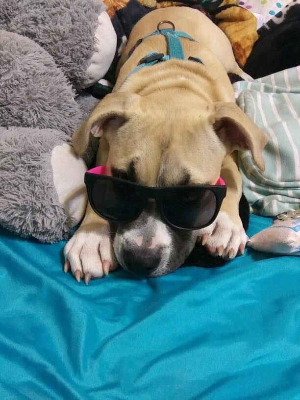 fawn and white pit bull Diamond wearing her stunner shades