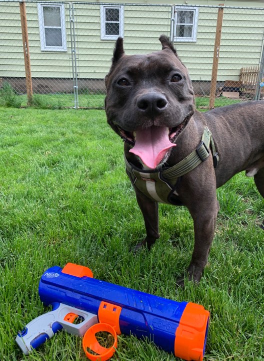 seal and white pit bull Harley ready to play with a water toy