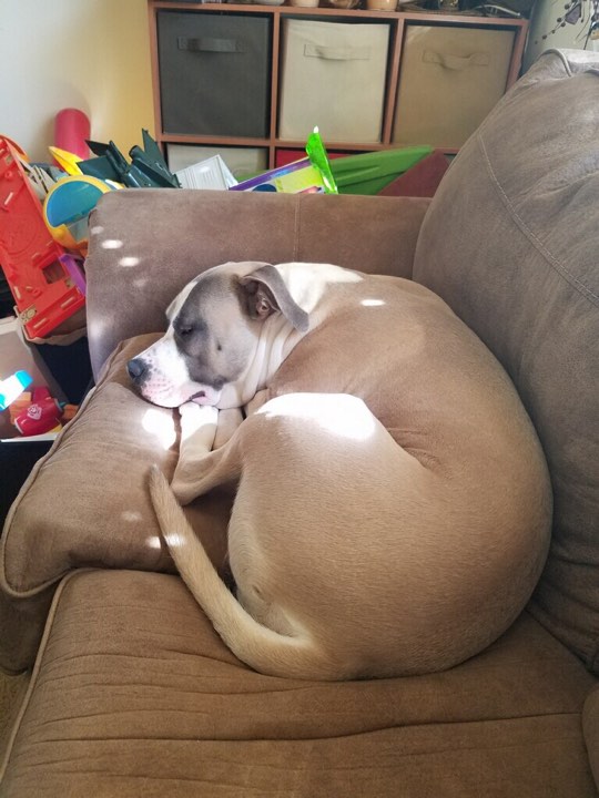blue fawn and white pit bull Rocky sleeping on the couch