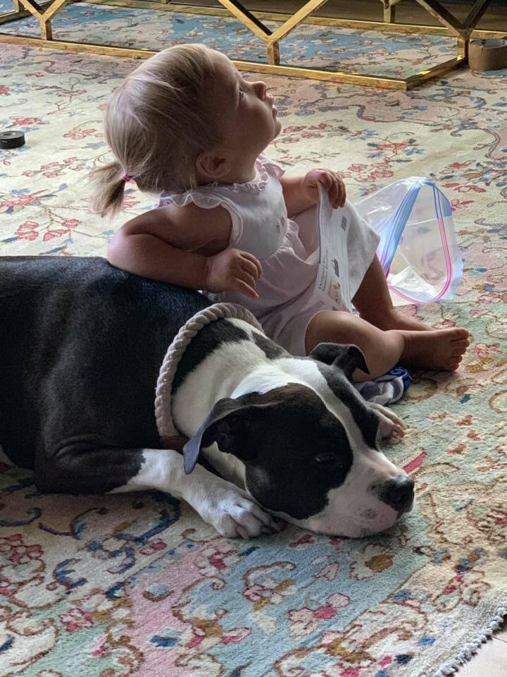 black and white pit bull Rousey is a good big sis