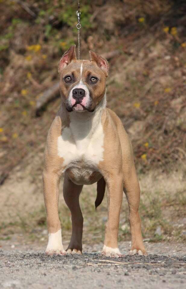 blue fawn and white pit bull Annie front shot