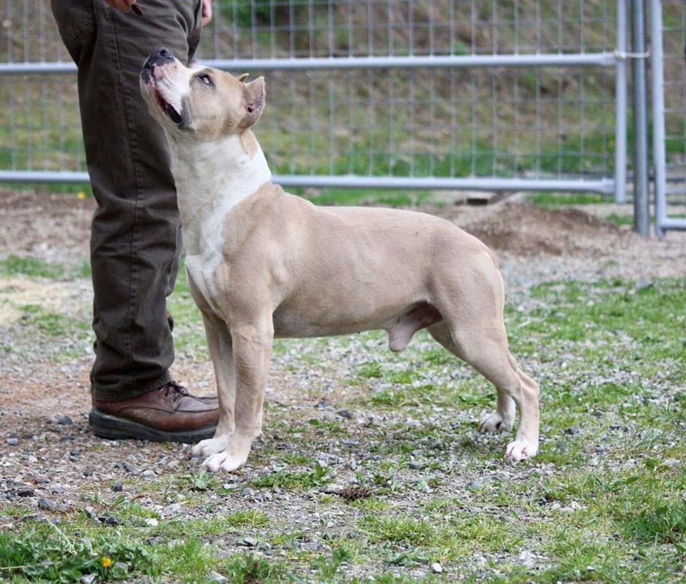 blue fawn and white pit bull Cyrus side shot