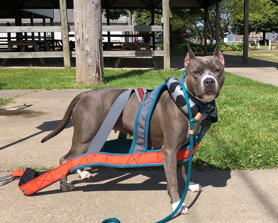 blue and white, blue nose, pit bull Evay sporting her weight pull harness