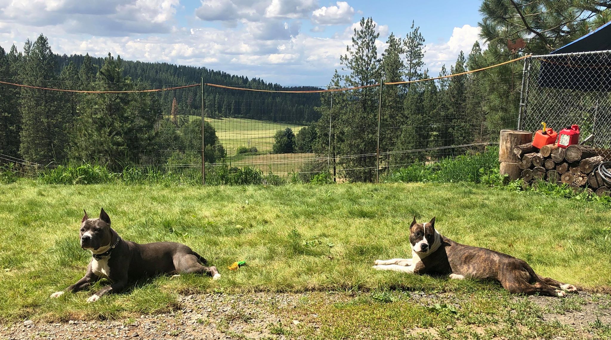 pit bulls relaxing in the yard