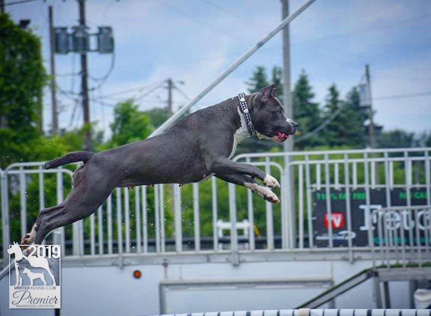 blue and white, blue nose, pit bull Evay's big week in Kalamazoo Michigan took to dock diving like a pro