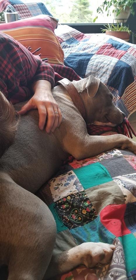 blue and white pit bull Lucy soaks up all the love