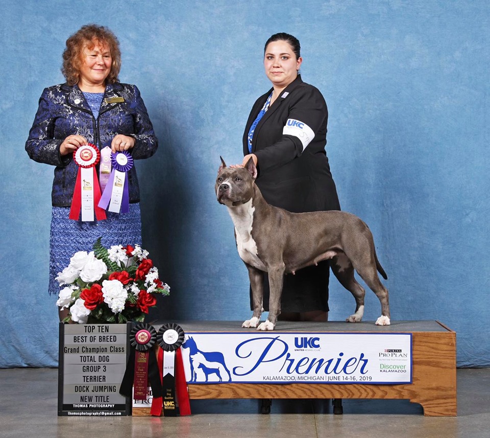 blue and white, blue nose, pit bull Evay's big week in Kalamazoo Michigan bringing home top 10 best of breed and two new sporting titles