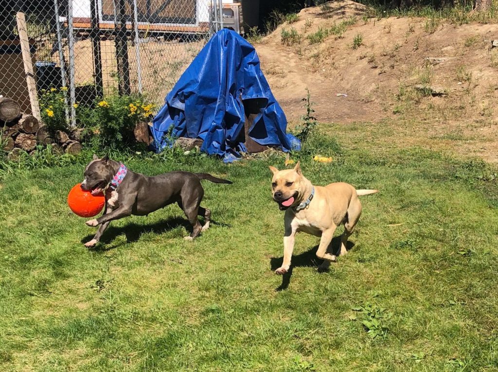 pit bulls playing with a ball