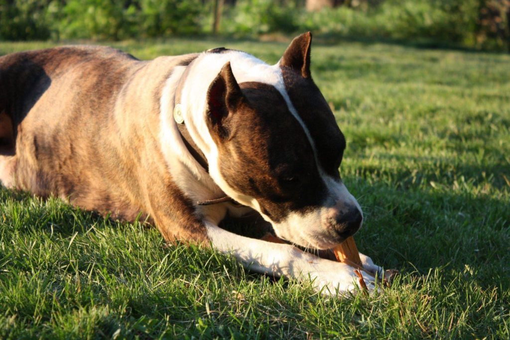 brindle and white pit bull eating a stick