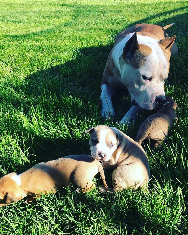 red and white pit bull Sam with his pups