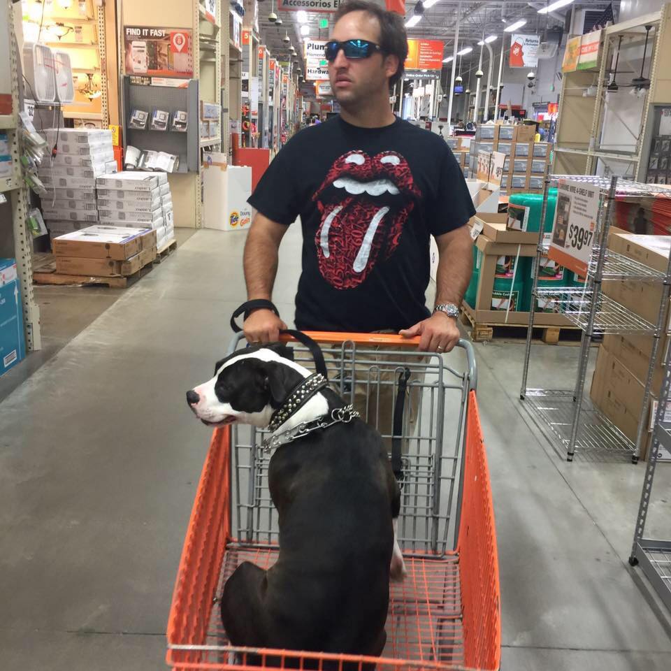 pit bull Rousey getting the Home Depot tour