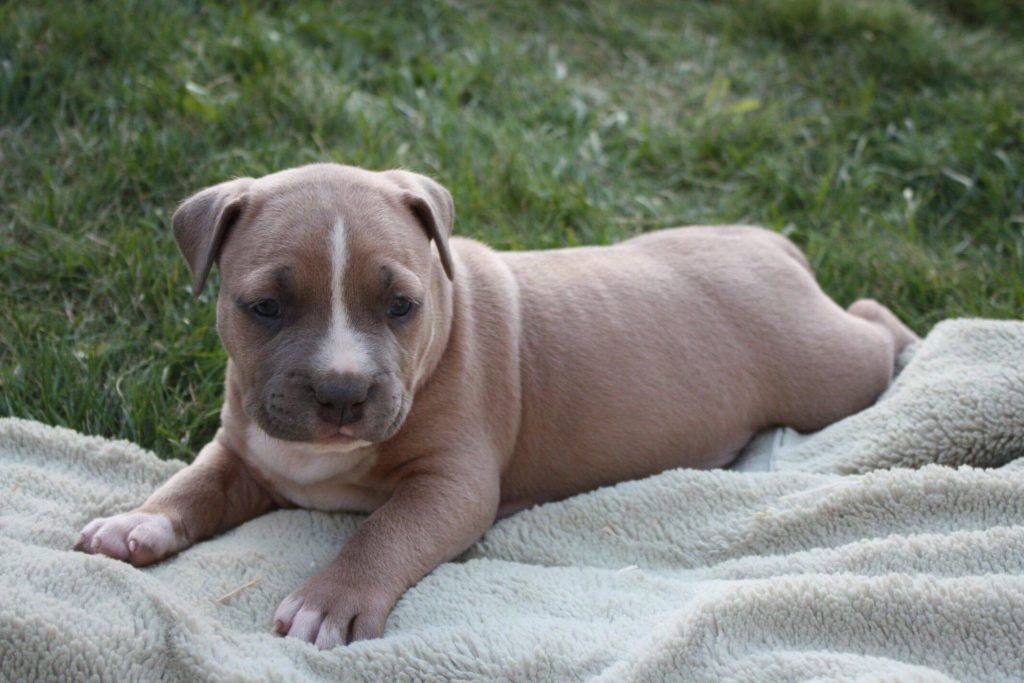 blue and white pit bull puppy relaxing