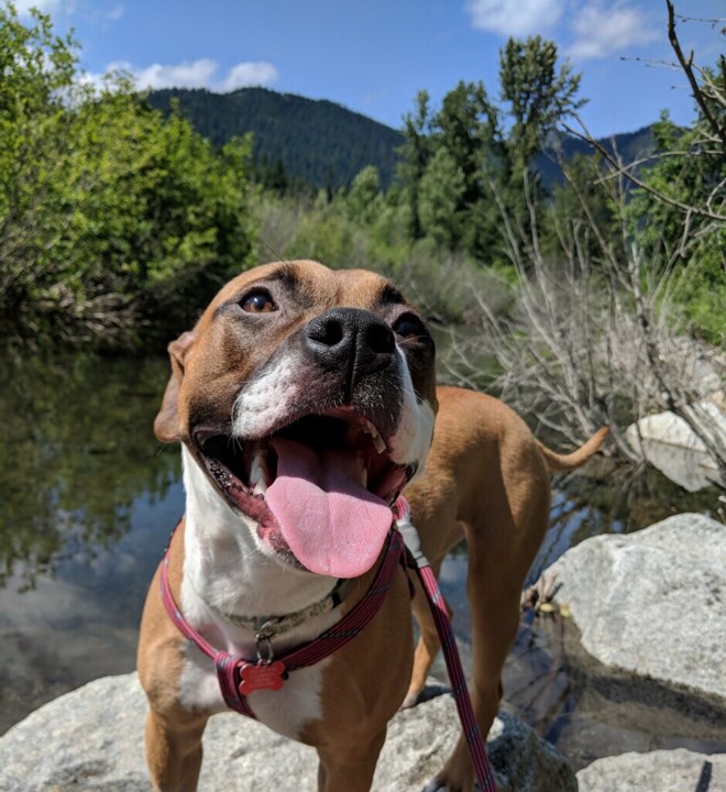 Charlie the red and white pit bull is a happy pup in Spokane, Washington