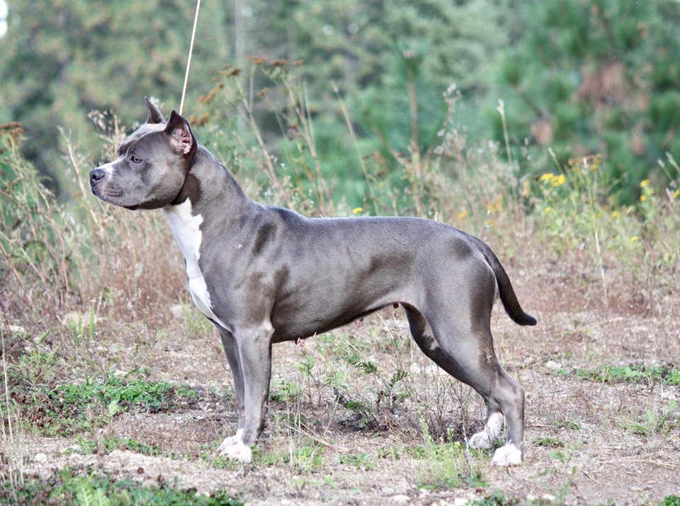 Blue pit bull with proper weight