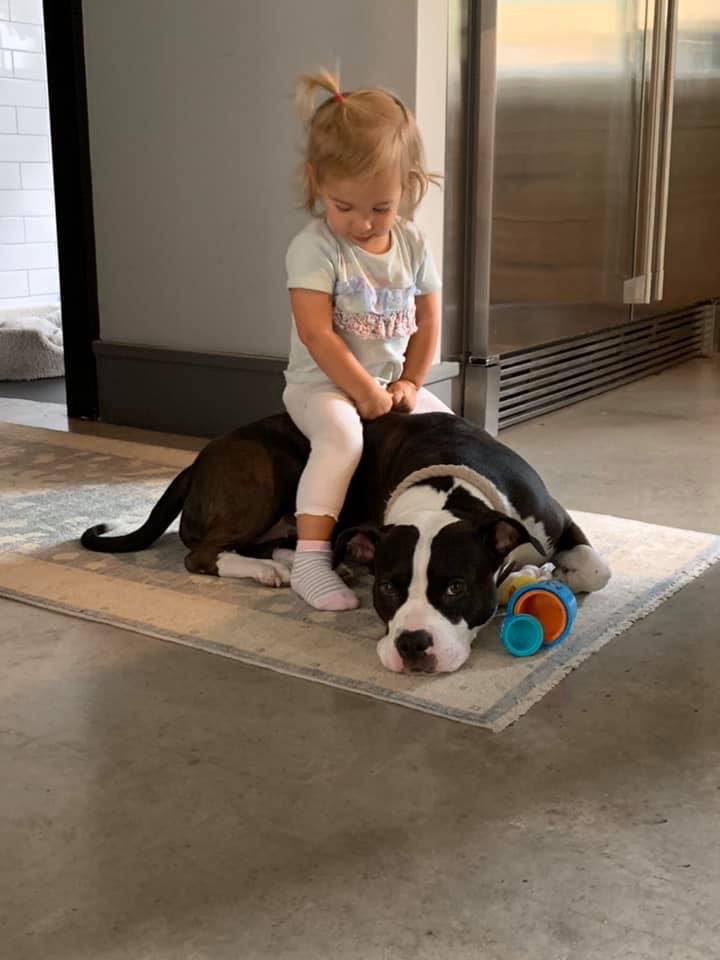 american pit bull terriers are the best kid dogs