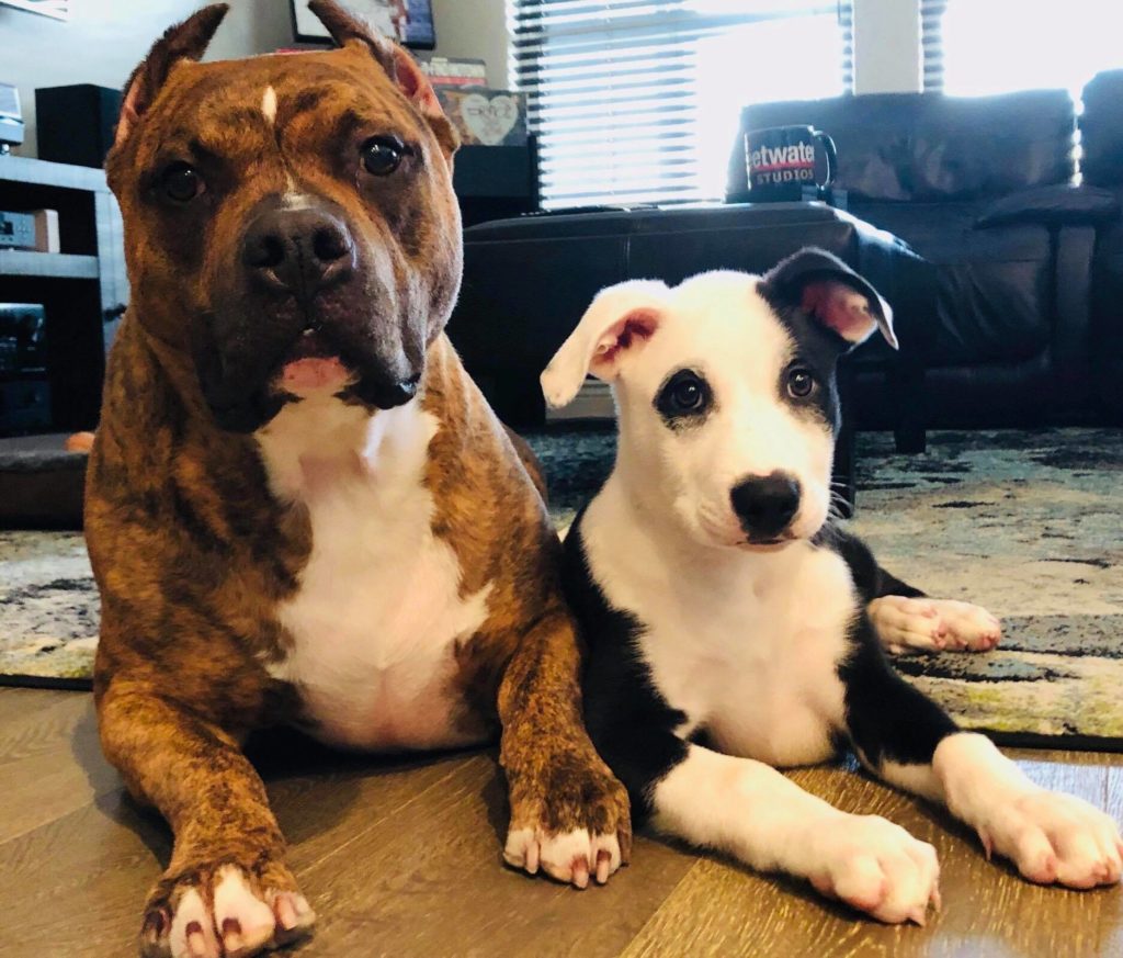 Brindle and white APBT Bently