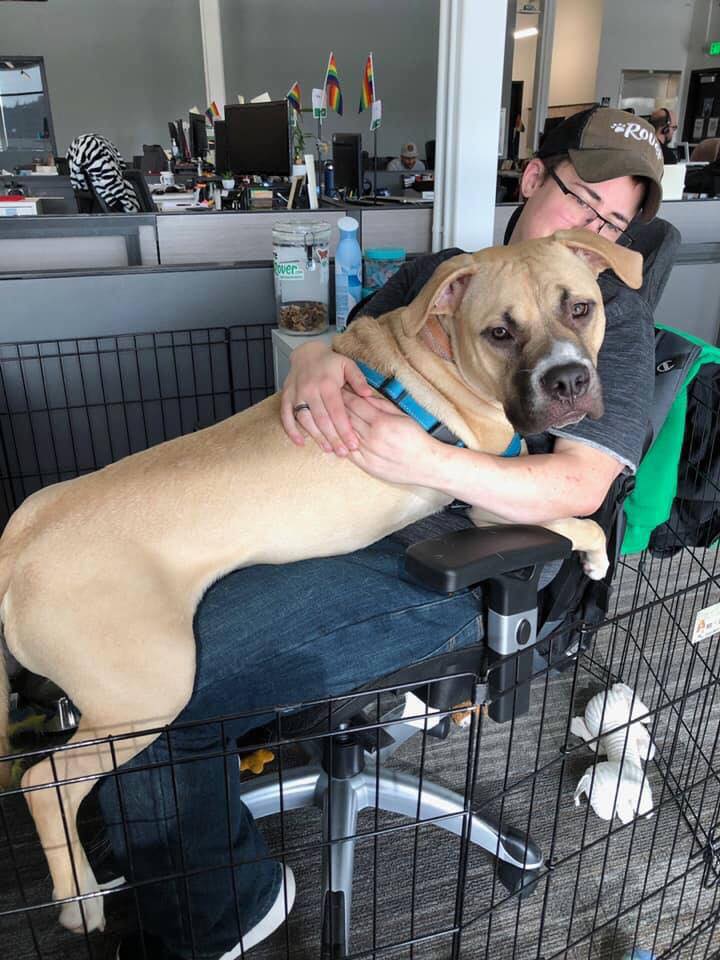 fawn and white pit bull Tank at work