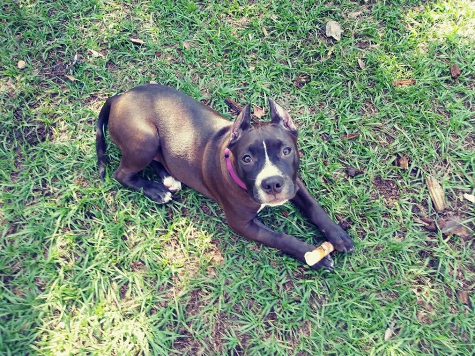 pit bull puppy in florida