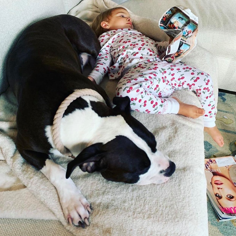 american pit bull terriers are the best dogs with kids