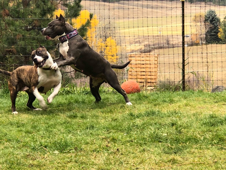 american pit bull terrier playing