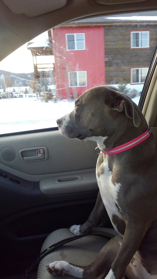 blue nose pit bull in Montana