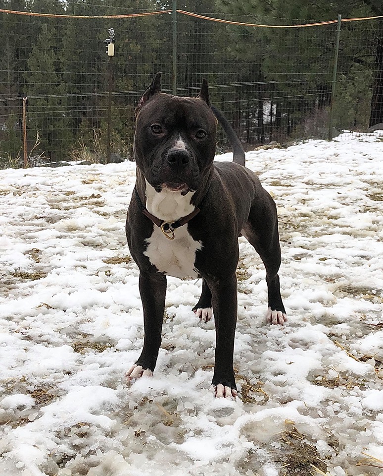 pit bull stud dog in spokane washington