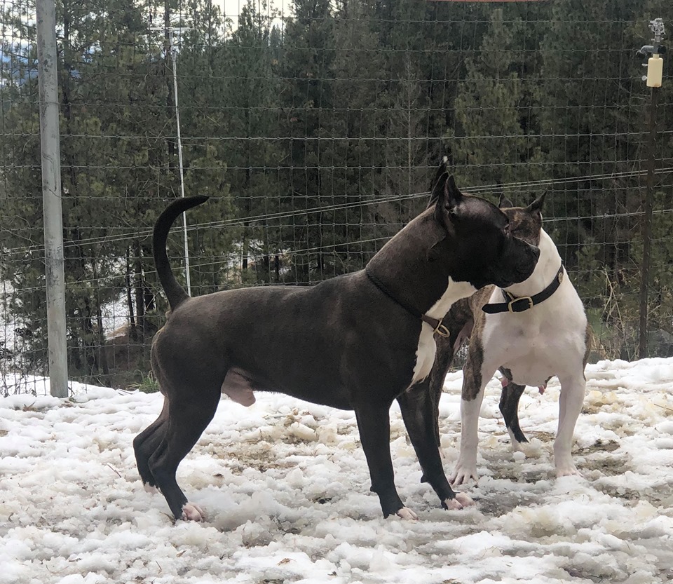 black and white champion pit bull stud dog