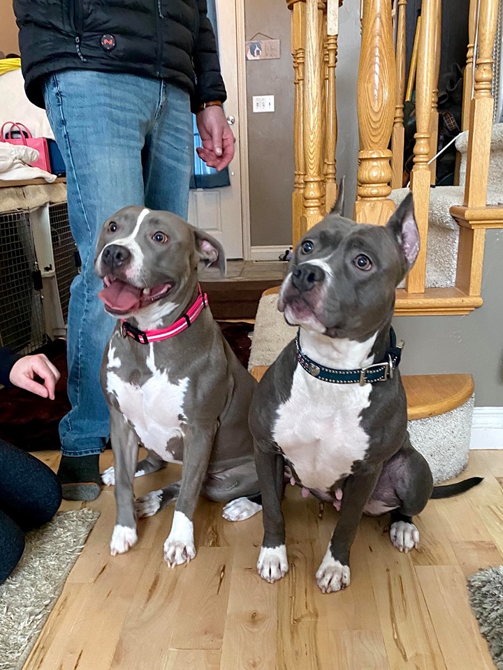 blue pit bull sisters