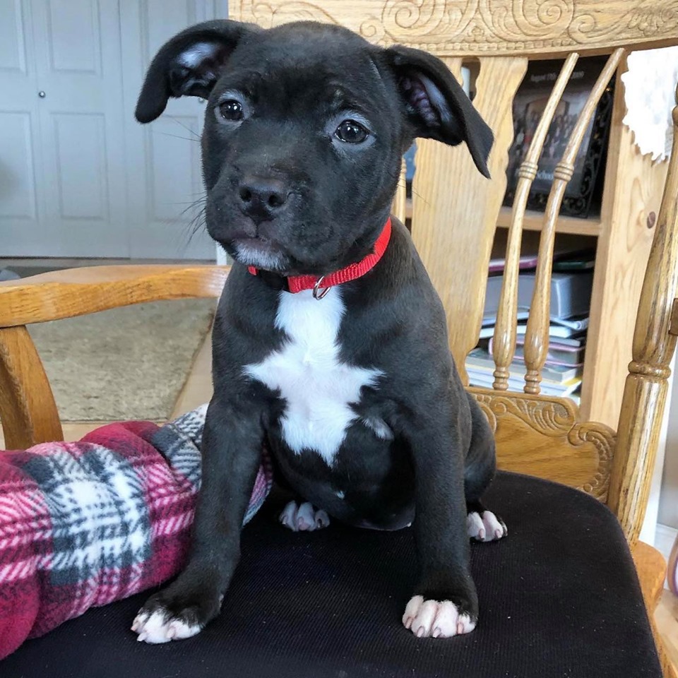 american pit bull terrier puppy