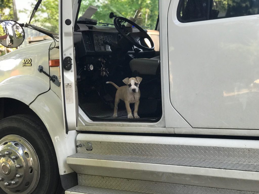 fawn and white pit bull puppy in tree service truck
