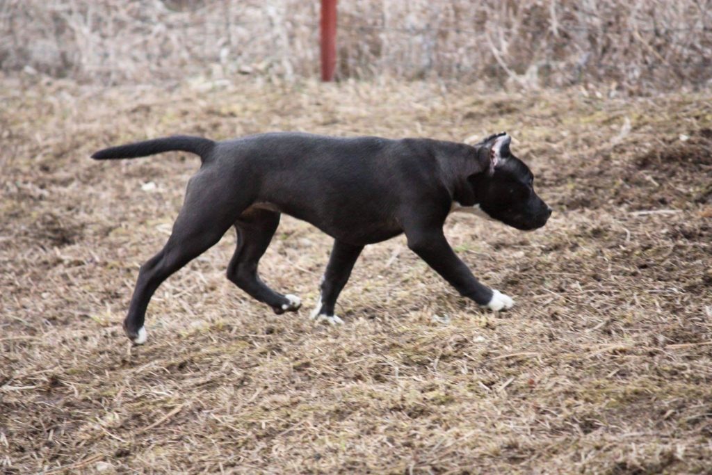 american pit bull terrier movement