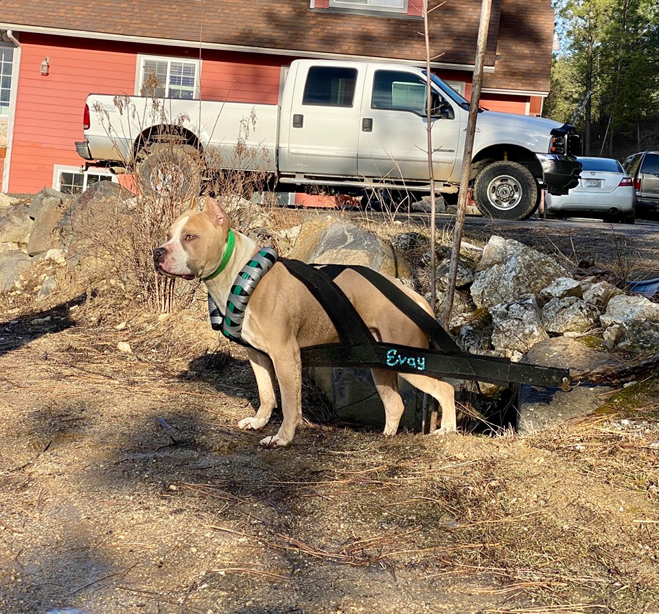 male apbt in weight pull harness