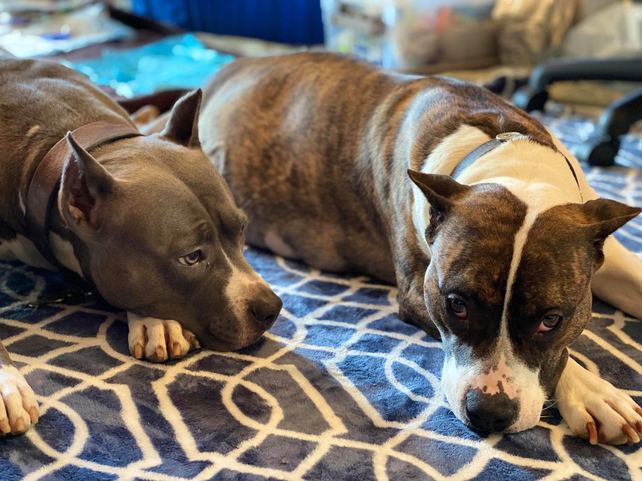 two pit bull females