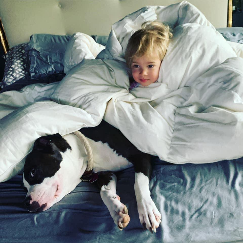american pit bull terriers love getting in bed with you