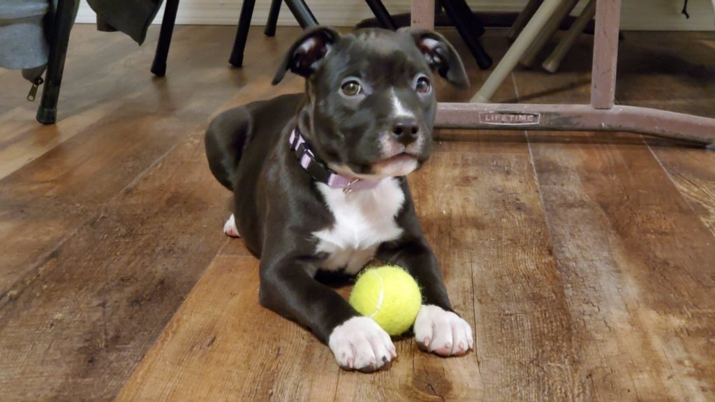 pit bull pup with tennis ball