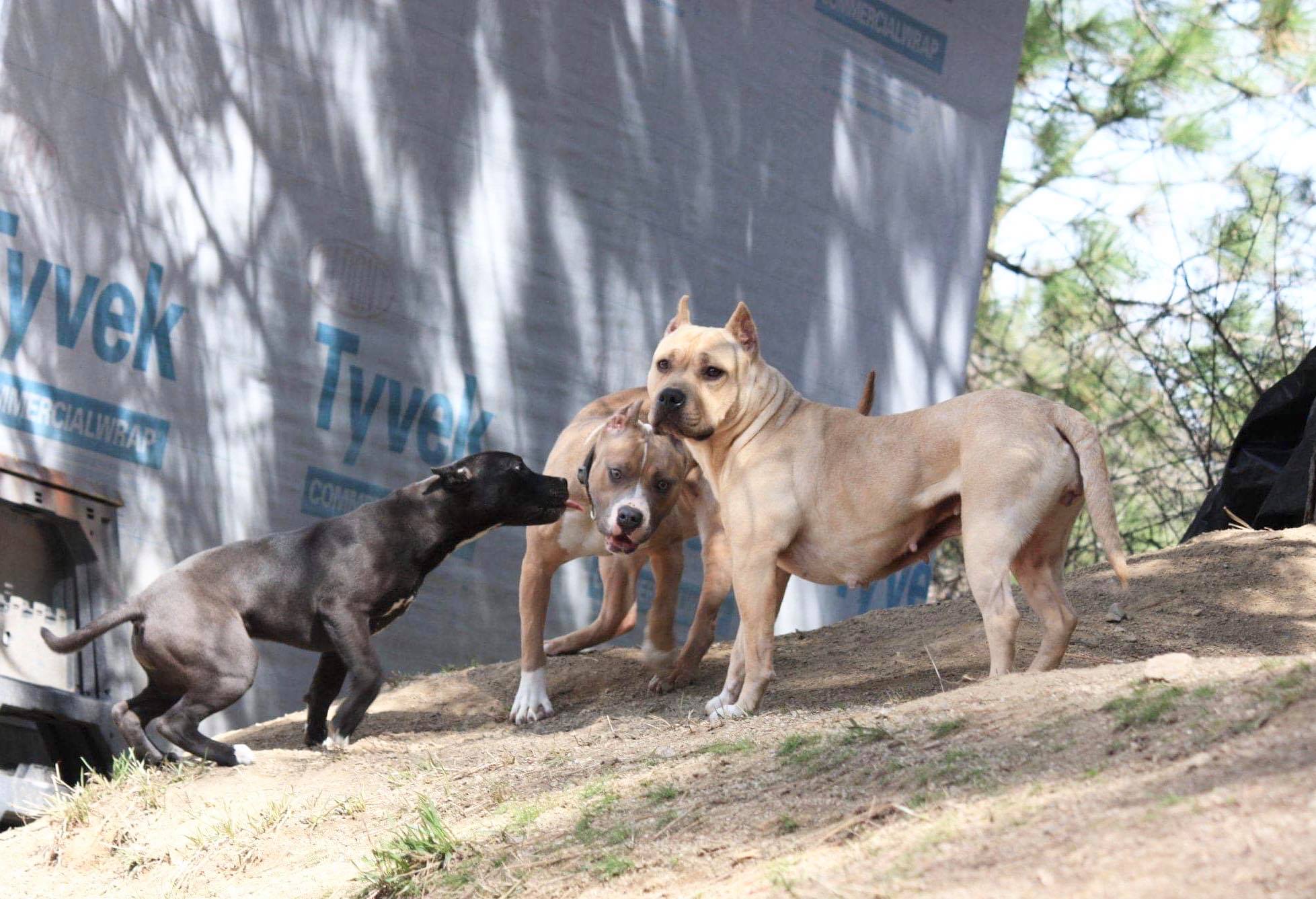 three female american pit bull terriers