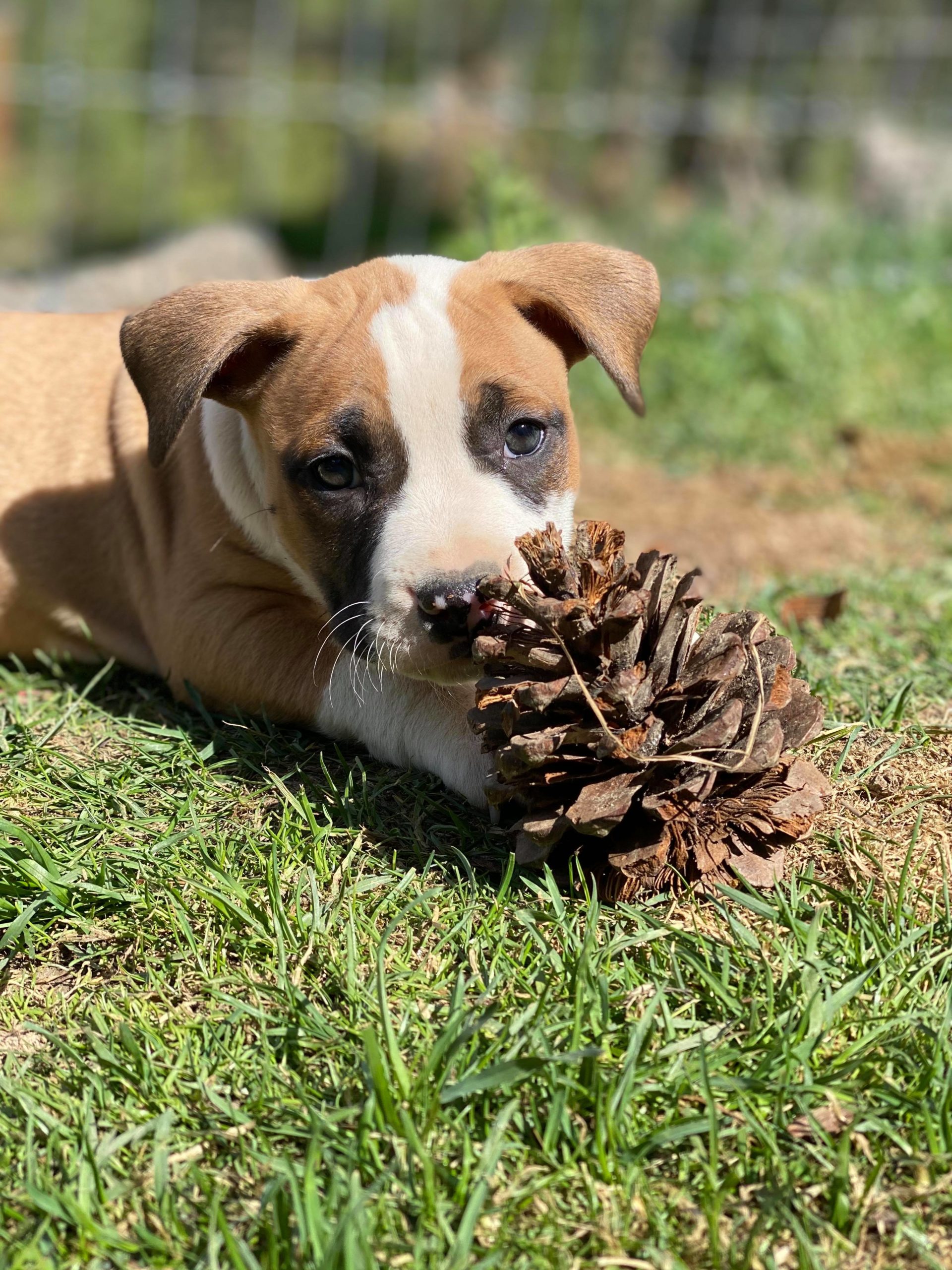 red pit bull pup with pinecone