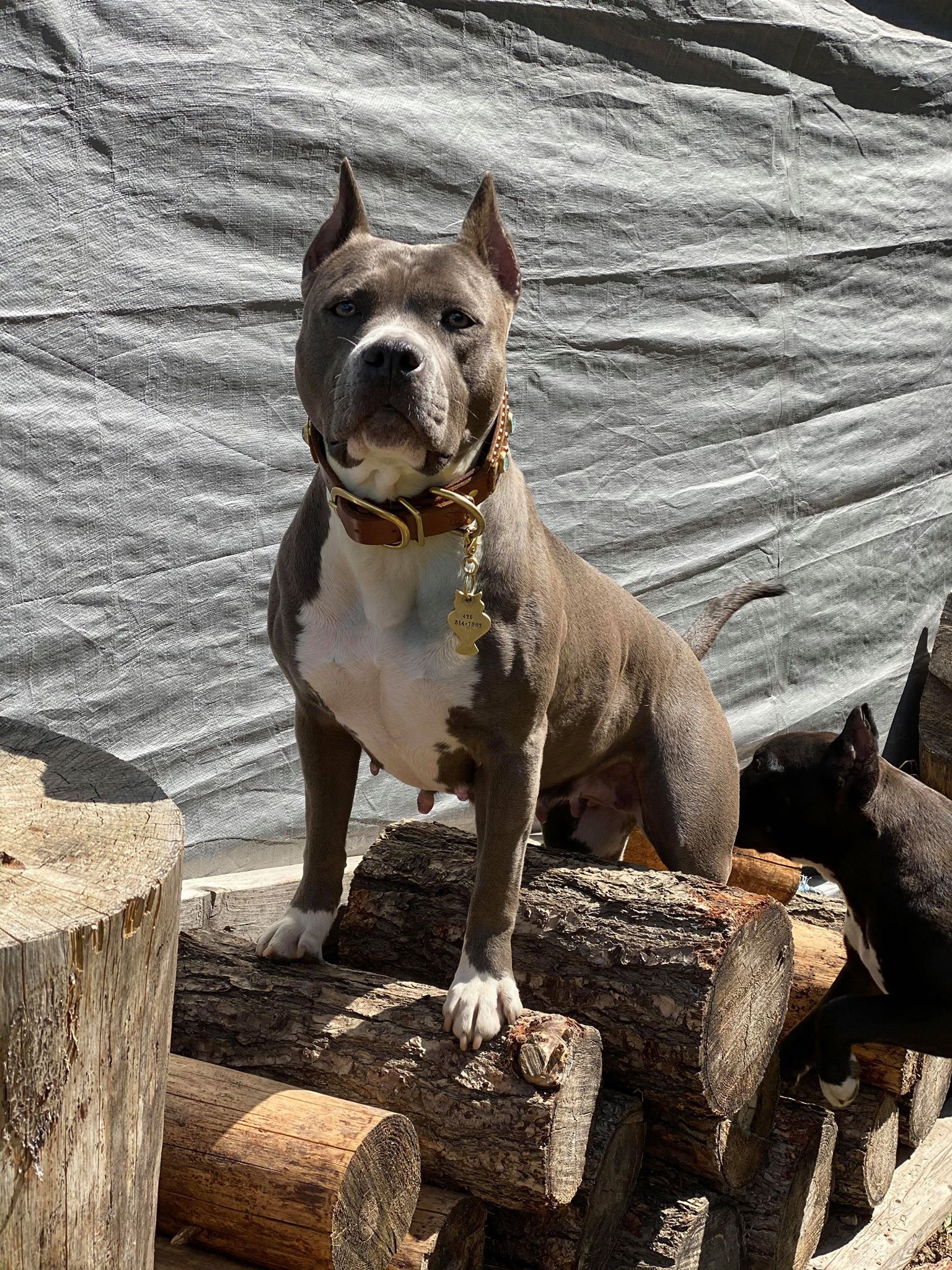 blue pitbull on logs