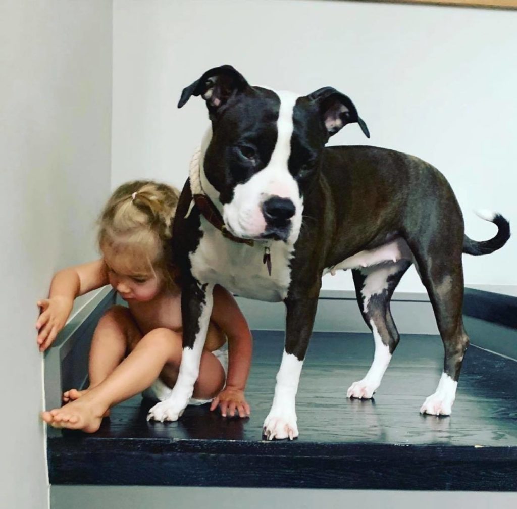a kid and her pit bull