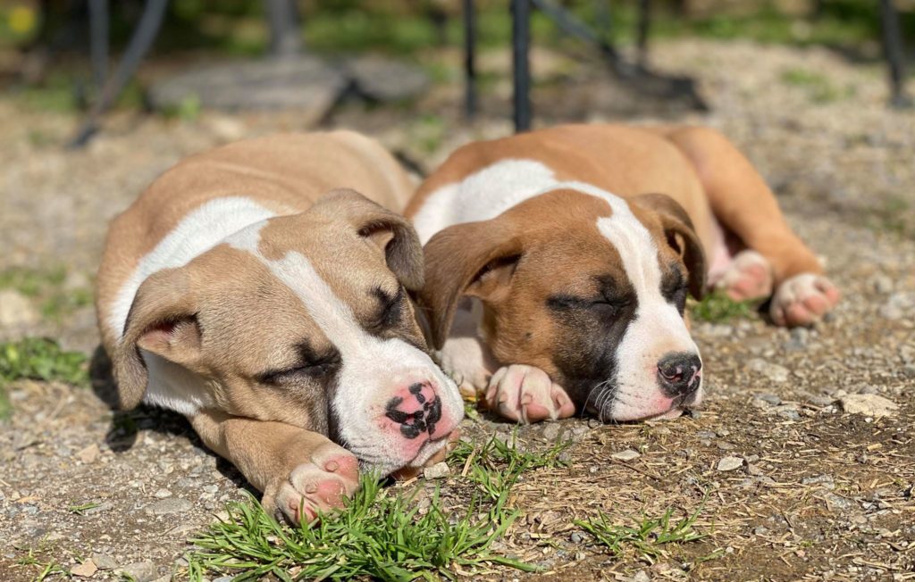 sleeping brother american pit bull terriers
